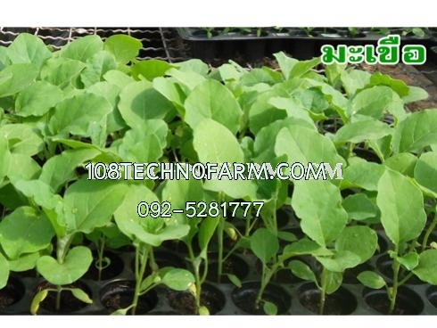 ต้นกล้า มะเขือยาว