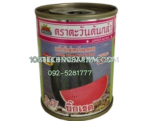 แตงโมกินรีบิ๊กเรด 40g แตงโมกินรีบิ๊กเรด 40g