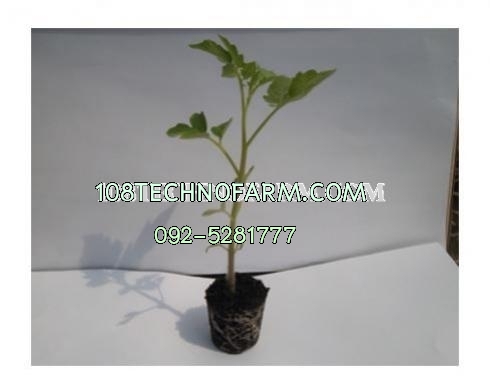 ต้นกล้า มะเขือเทศสีดา