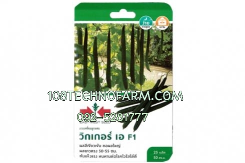 บวบเหลี่ยม วิกเกอร์เอ