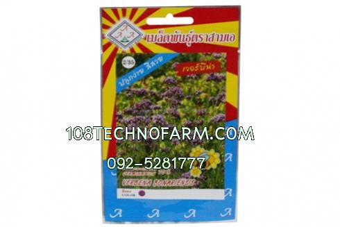 ผักซอง3Aดอกเวอร์บีน่า