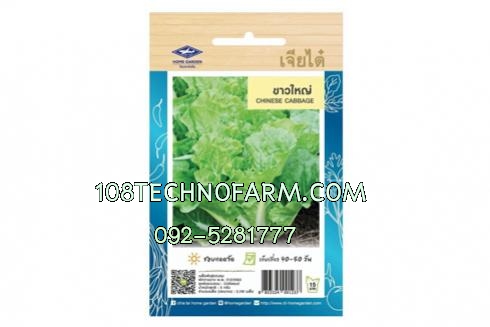 ผักซองเจียไต๋ผักกาดขาวขาวใหญ่